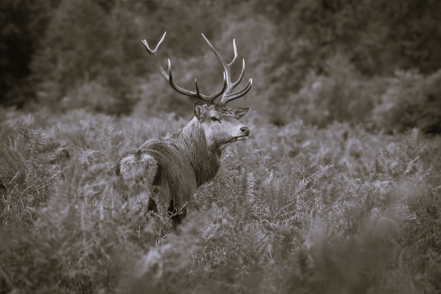 Wildlife Canvas Prints Stag