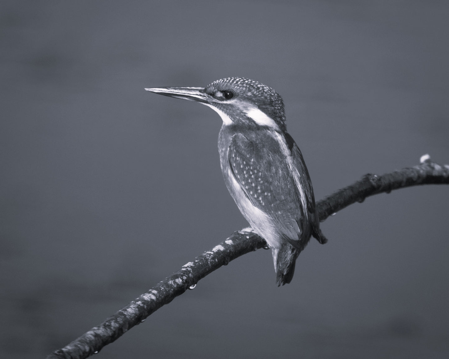 Wildlife Canvas Prints Kingfisher