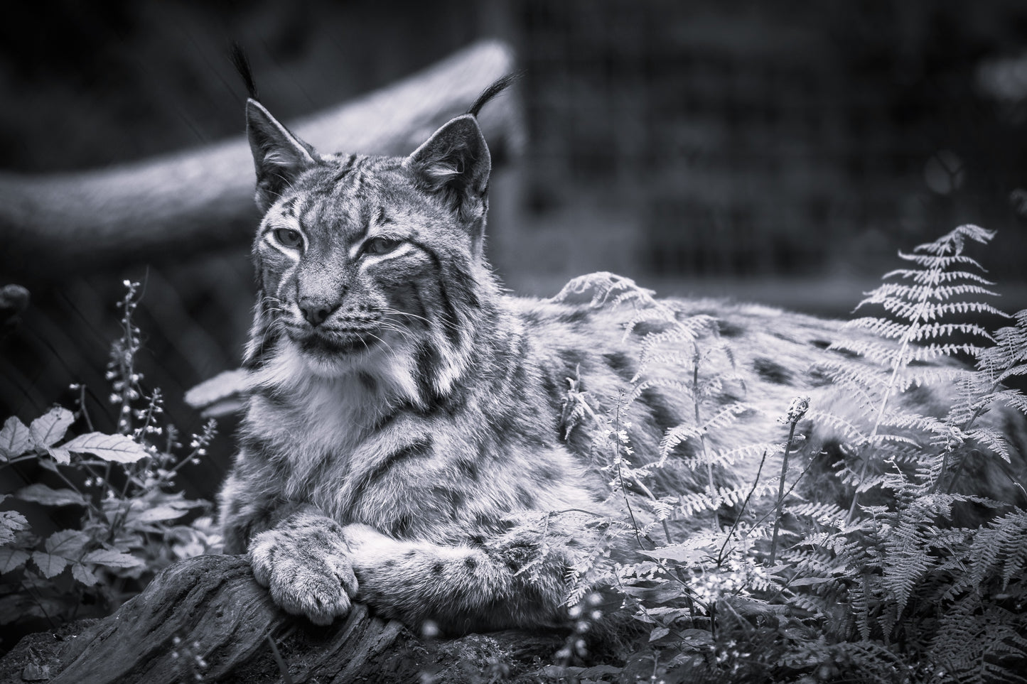 Wildlife Canvas Prints Bobcat