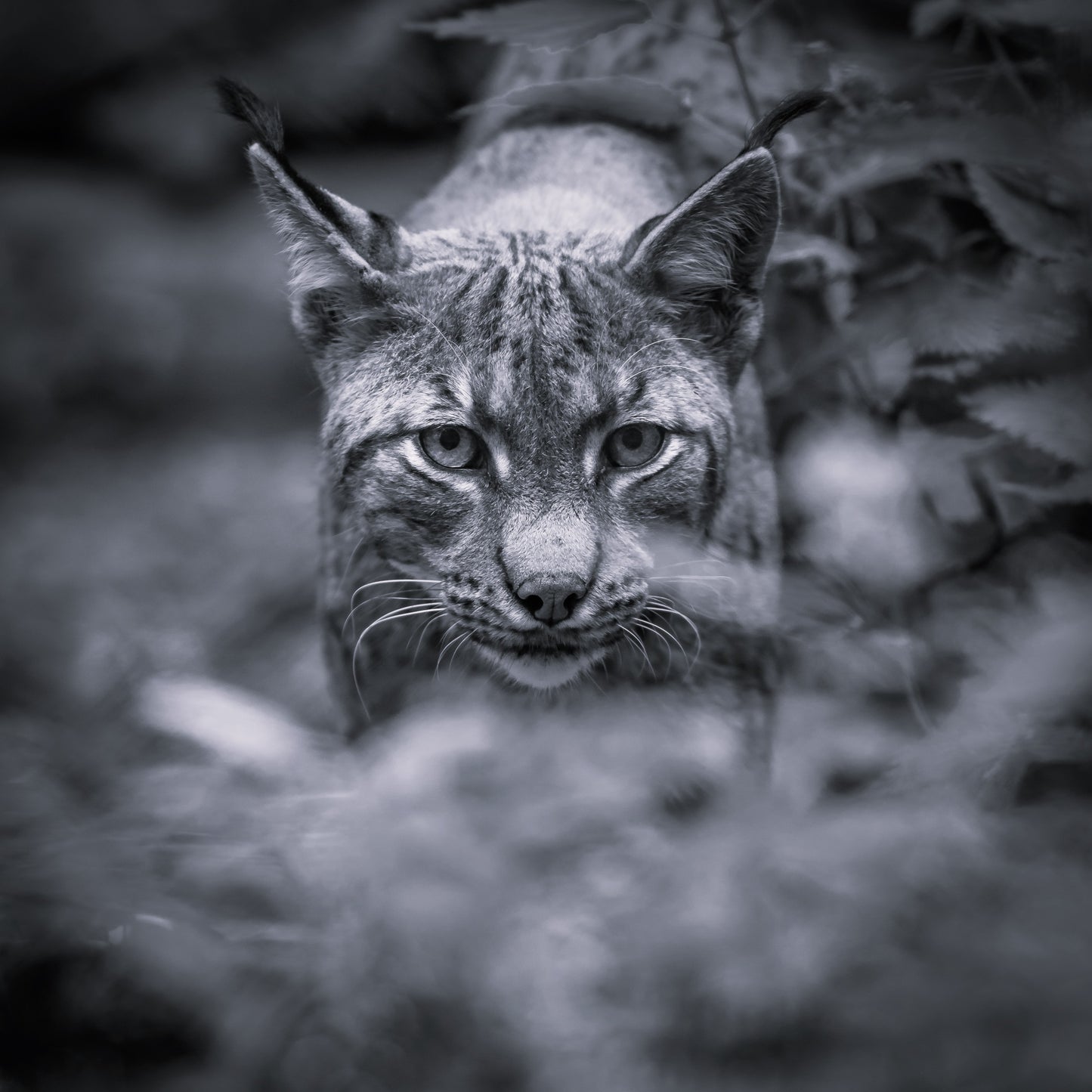 Wildlife Canvas Prints Bobcat