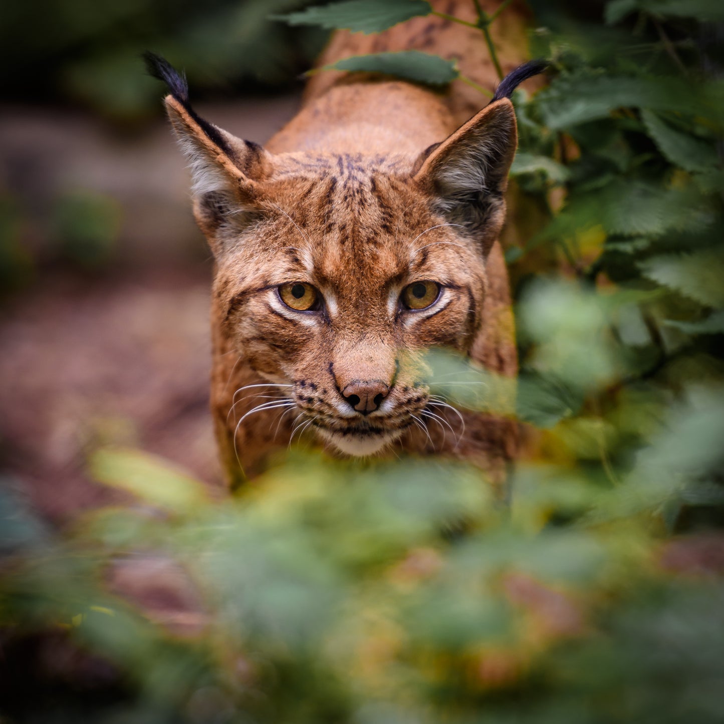 Wildlife Canvas Prints Bobcat
