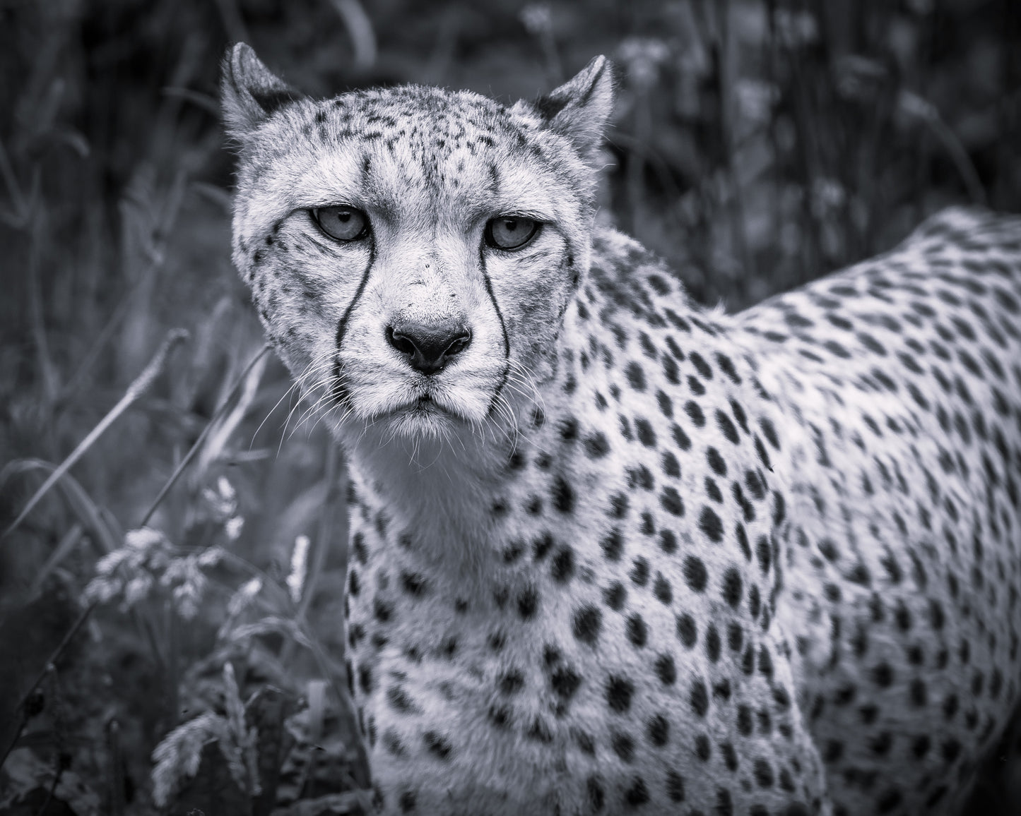 Wildlife Canvas Prints Cheetah