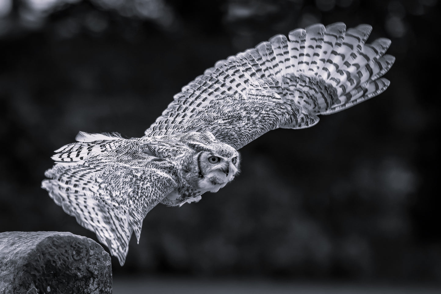 Wildlife Canvas Prints Owls