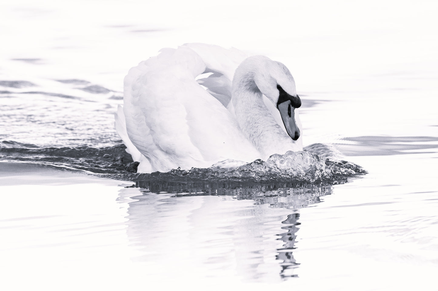 Wildlife Canvas Prints Swan