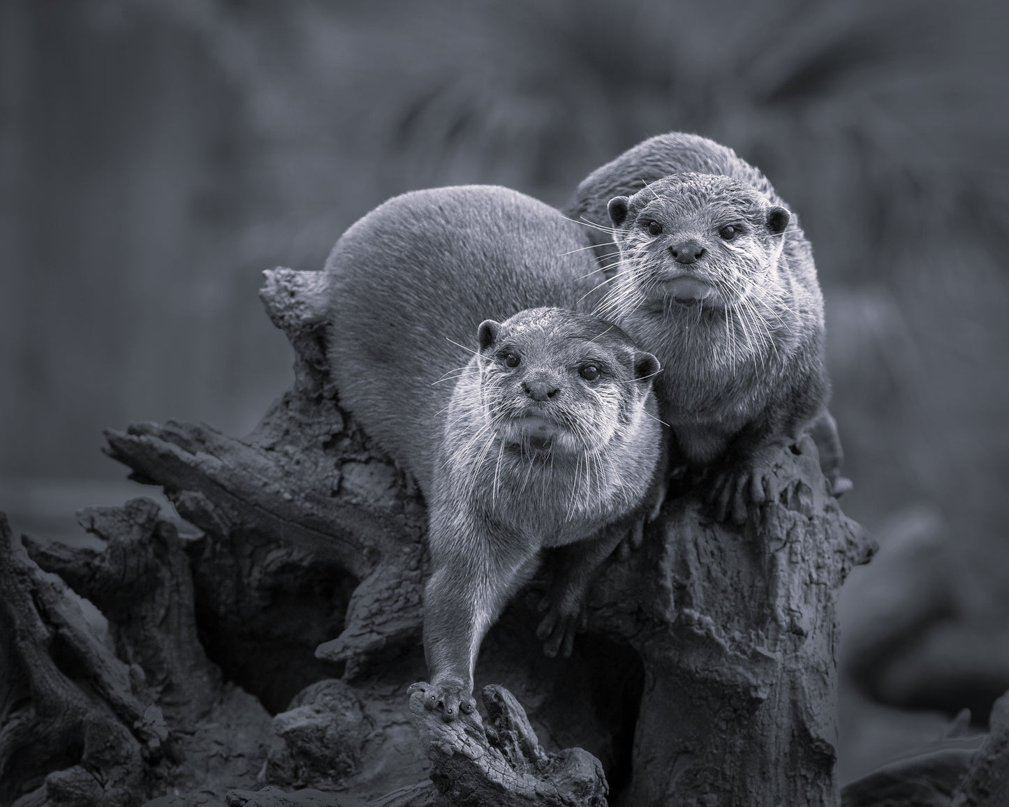 Wildlife Canvas Prints Otters