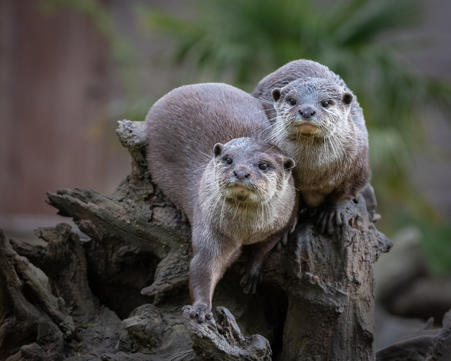 Wildlife Canvas Prints Otters
