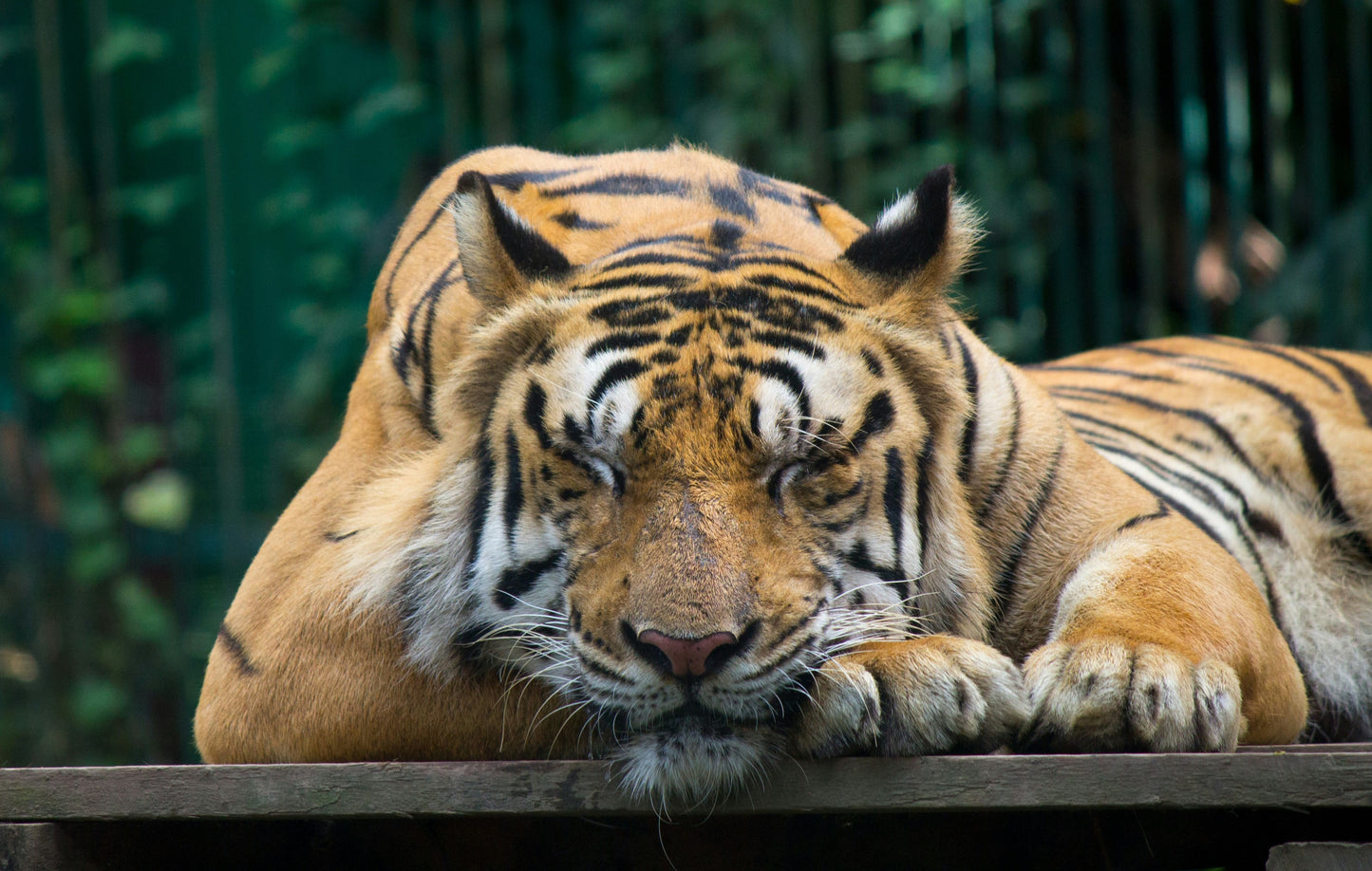 Wildlife Canvas Prints Tiger