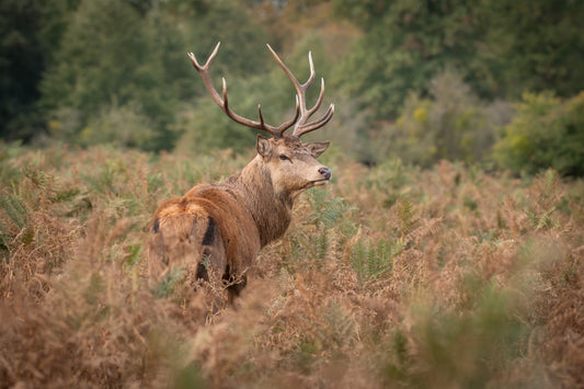 Wildlife Canvas Prints Stag
