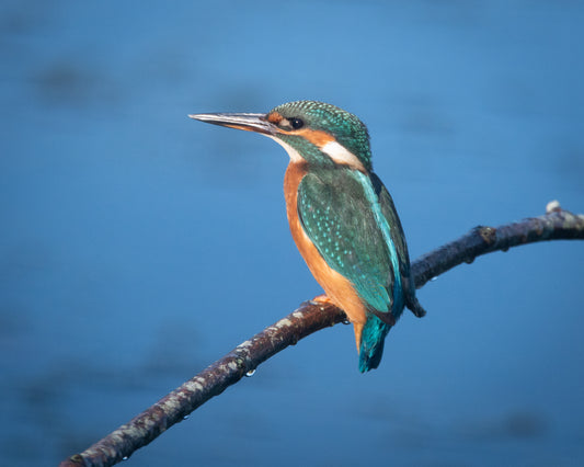 Wildlife Canvas Prints Kingfisher