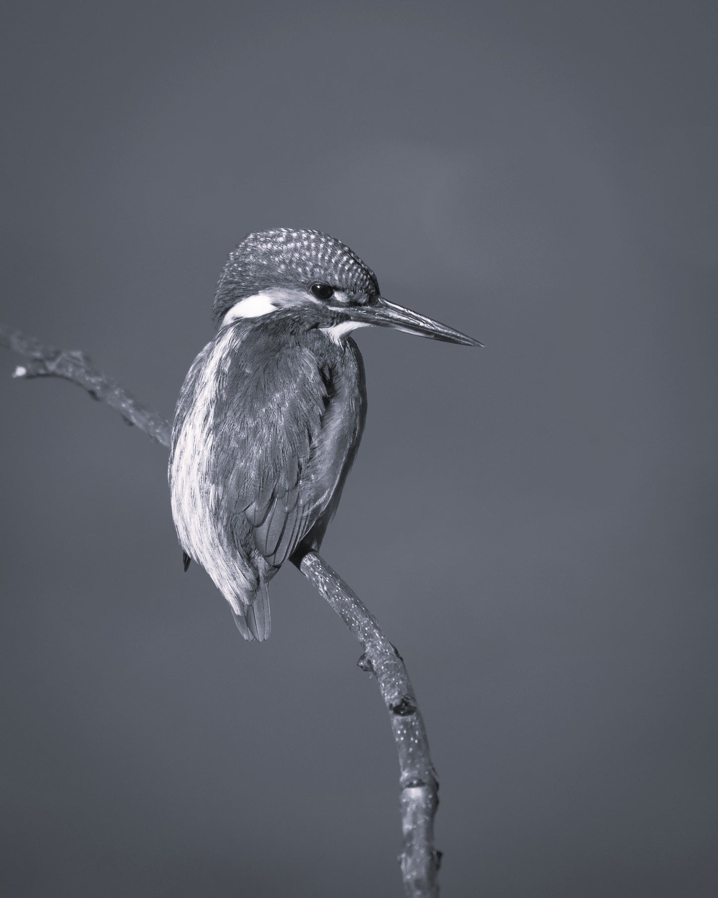 Wildlife Canvas Prints Kingfisher