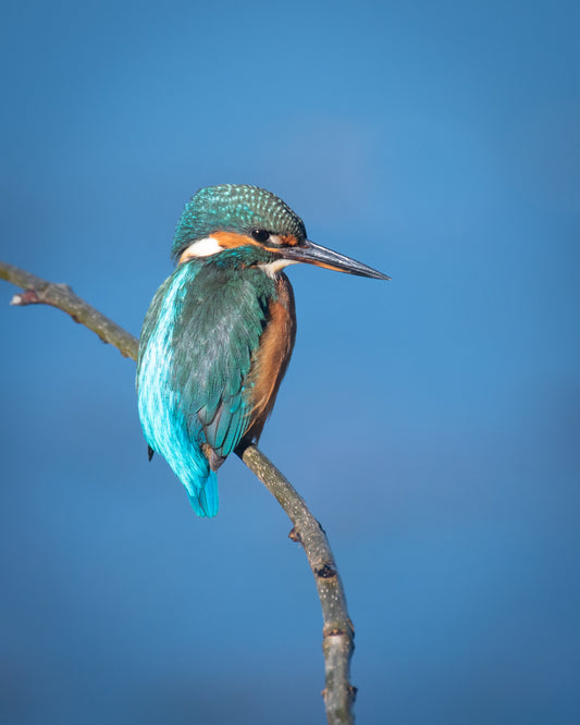 Wildlife Canvas Prints Kingfisher