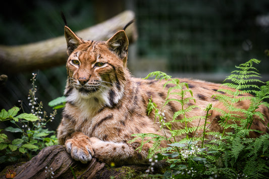 Wildlife Canvas Prints Bobcat