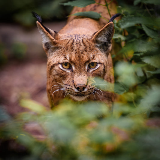 Wildlife Canvas Prints Bobcat
