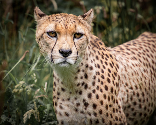 Wildlife Canvas Prints Cheetah