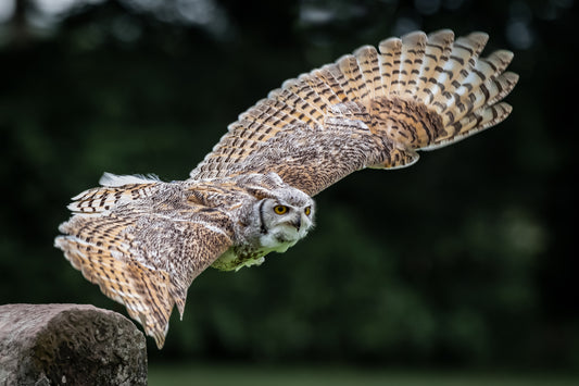 Wildlife Canvas Prints Owls