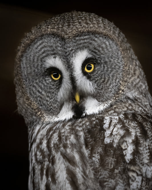Wildlife Canvas Prints Owls