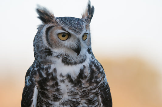 Wildlife Canvas Prints Owls
