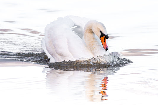 Wildlife Canvas Prints Swan