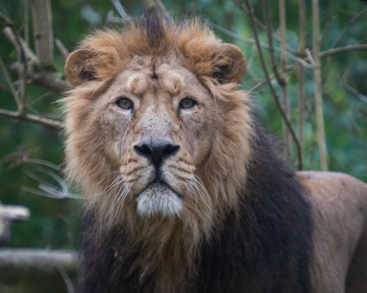 Wildlife Canvas Prints Lions