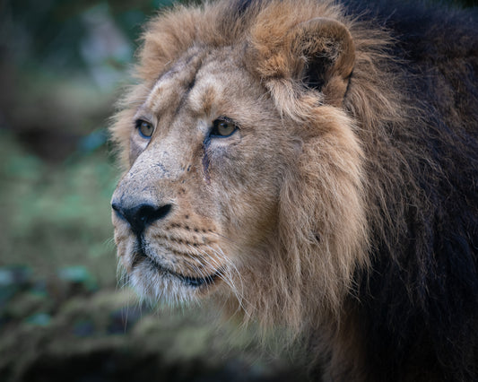 Wildlife Canvas Prints Lions
