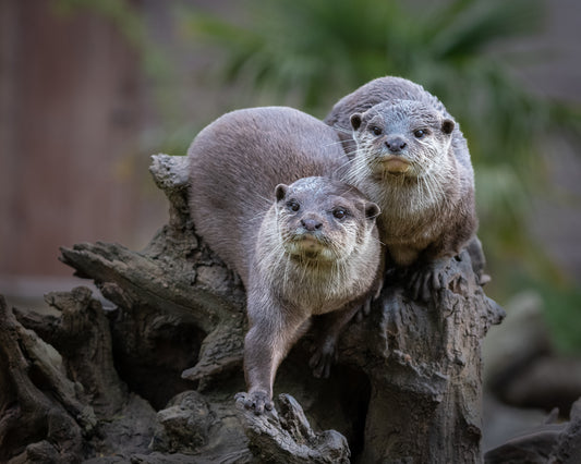 Wildlife Canvas Prints Otters