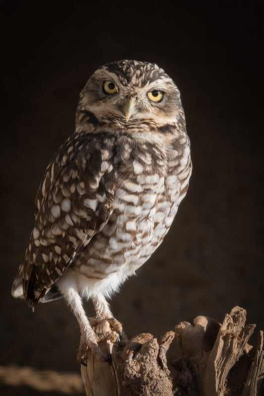 Wildlife Canvas Prints Owls