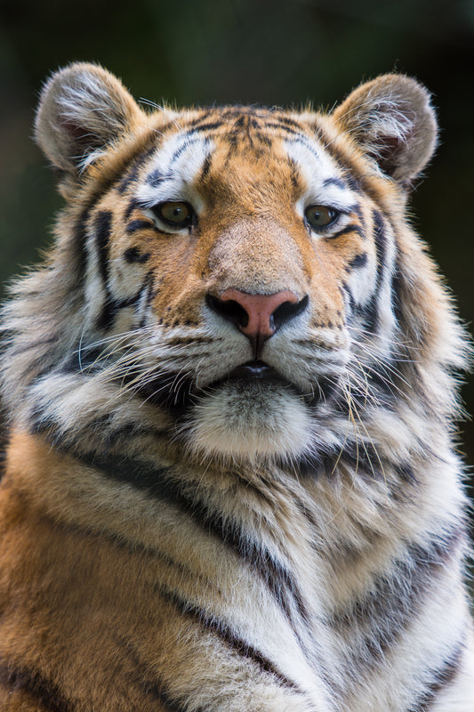 Wildlife Canvas Prints Tigers