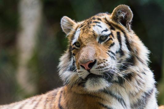 Wildlife Canvas Prints Tigers