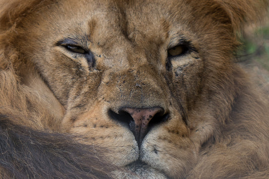 Wildlife Canvas Prints Lions