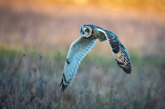 Wildlife Canvas Prints Owls