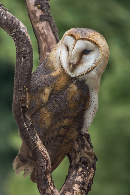 Wildlife Canvas Prints Owls