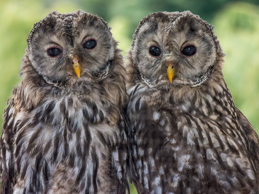 Wildlife Canvas Prints Owls