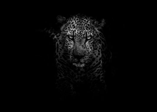 Wildlife Canvas Prints C