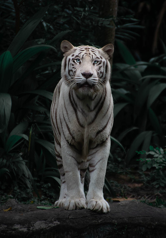Wildlife Canvas Prints Tiger