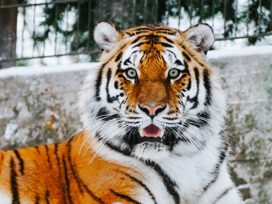 Wildlife Canvas Prints - Tiger