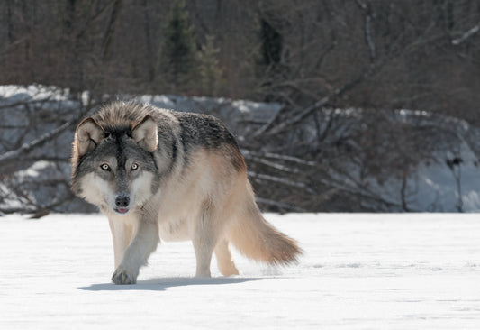 Wildlife Canvas Prints wolf